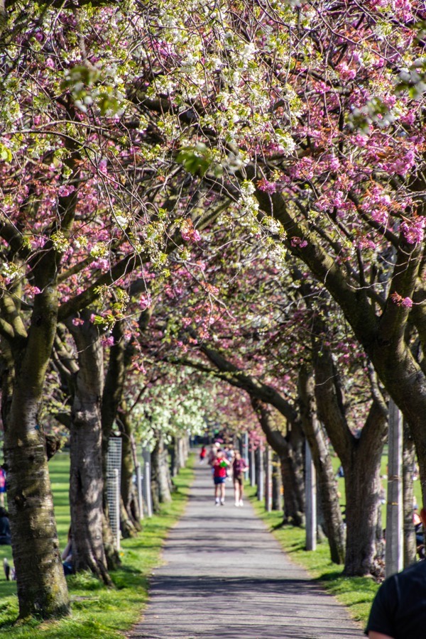 Cherry blossom in Edinburgh Stravaiging around Scotland